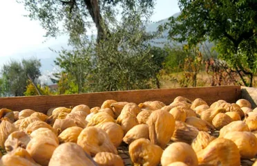 I Fichi di Cosenza DOP: una specialità agricola della Calabria
