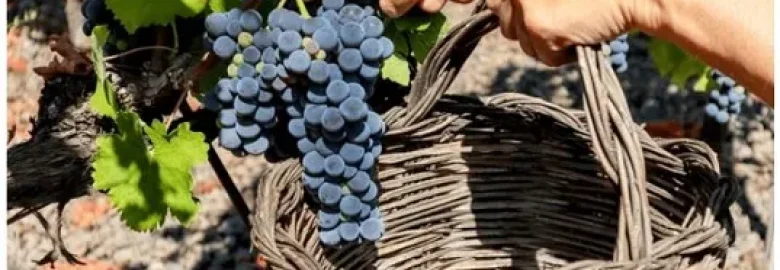 I vini calabresi e la tradizione del Cirò: viticoltura e identità territoriale